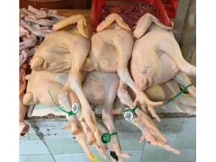 集中屠宰二維碼腳環 雞鴨定點追溯二維碼腳環屠宰日期