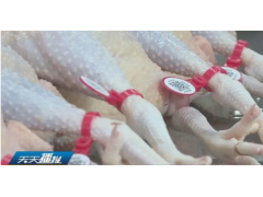 湖北屠宰場二維碼腳環 防水類追溯系統標識標簽